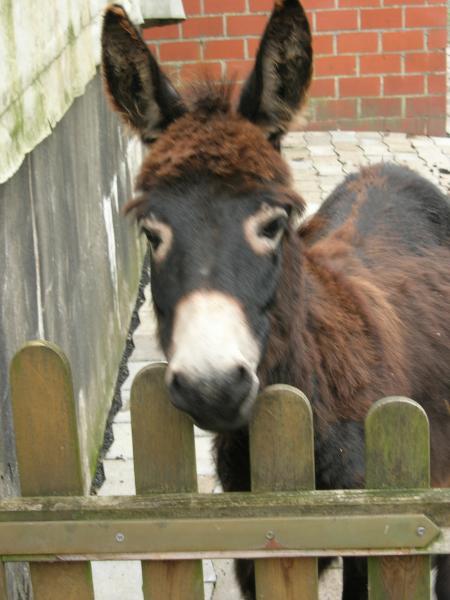 nos amis les b&ecirc;tes 2