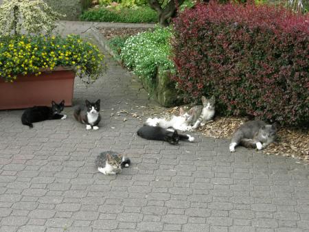 Nos amis les b&ecirc;tes 3