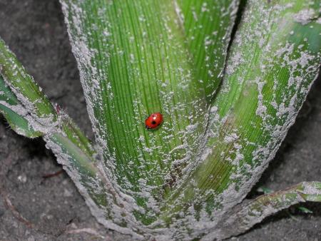 Nos amis les b&ecirc;tes (suite)